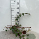 Rubus tricolor 30-40 cm C1.3