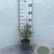 Salix elaeagnos 'Angustifolia' 30-40 cm C1.3
