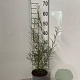 Salix elaeagnos 'Angustifolia' 40-60 cm 2,0L