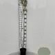 Salix fragilis 80-100 cm 2,0L
