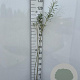 Salix fragilis 80-100 cm 2,0L