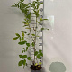 Sambucus nigra 60-80 cm 2,0L