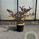 Sambucus nigra Black Beauty 50-60 cm 7,5L
