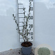 Salix repens nitida 30-40 cm C1.3