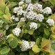 Spiraea betulifolia 'Tor Gold' 20-25 cm 3,0L