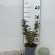Spiraea jap. 'Froebelii' 15-20 cm C1.3