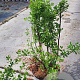 Spiraea nipp. 'Snowmound' 50-60 cm 5,0L