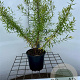 Spiraea thunbergii 30-40 cm C1.3