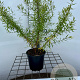 Spiraea thunbergii 30-40 cm C1.3