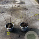 Spiraea vanhouttei 25-30 cm C1.3