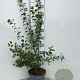 Spiraea vanhouttei 60-80 cm 5,0L