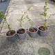 Symphoricarpos d. 'Magic Berry' 20-30 cm 2,0L