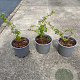 Symphoricarpos d. 'Magic Berry' 20-30 cm 2,0L