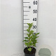 Syringa vulgaris 30-40 cm 2,0L