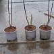 Syringa vulgaris 30-40 cm 2,0L