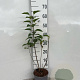 Syringa vulgaris 40-60 cm 2,0L