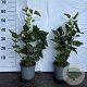 Syringa vulgaris 60-80 cm 2,0L