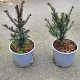 Taxus baccata 20-25 cm 2,0L