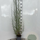 Tamarix tetrandra 100-125 cm 2,0L