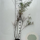 Tamarix tetrandra 100-125 cm 5,0L