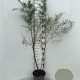 Tamarix tetrandra 125-150 cm 5,0L