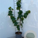Tilia cordata 40-60 cm 2,0L