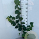 Tilia cordata 40-60 cm 2,0L