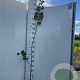 Ulmus glabra 150-175 cm 2,0L
