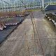 Ulmus glabra 150-175 cm 2,0L