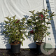 Weigela 'Bristol Ruby' 60-80 cm 2,0L