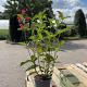 Weigela 'Bristol Ruby' 60-80 cm 2,0L