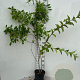 Weigela 'Rosea' 125-150 cm 5,0L