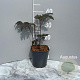 Actaea simp. 'Brunette' GM 2,0L