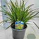 Carex morrowii 15-20 cm C1
