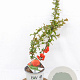 Chaenomeles spec. 'Orange Storm' 30-40 cm 3,0L