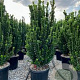 Euonymus jap. 'Benkomasaki' 20-25 cm 2,0L