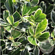 Euonymus jap. 'Susan' 20-25 cm 2,0L