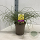 Genista lydia 30-40 cm 2,0L