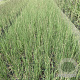 Molinia caerulea 'Heidebraut' GM 2,0L