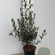Phillyrea angustifolia 40-50 cm 3,0L