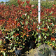 Photinia fraseri 'Red Robin' 100-125 cm 10L
