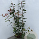 Photinia fraseri 'Red Robin' 80-100 cm 10L