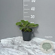 Phlomis russeliana GM 2,0L