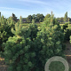 Pinus sylvestris 125-150 cm draadkluit