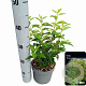 Prunus l. 'Angustifolia' 20-30 cm 2,0L