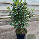 Prunus l. 'Angustifolia' 60-80 cm 5,0L