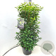 Prunus l. 'Angustifolia' 80-100 cm 10L