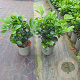 Prunus l. Etna 30 cm op 5,0L