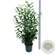 Prunus l. 'Novita' 125-150 cm 15L