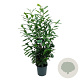 Prunus l. 'Novita' 125-150 cm 15L